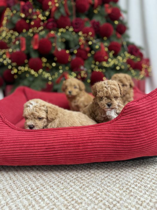 Красиві цуценятка мальтипу