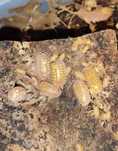Armadillidium granulatum orange Isopody 10 szt