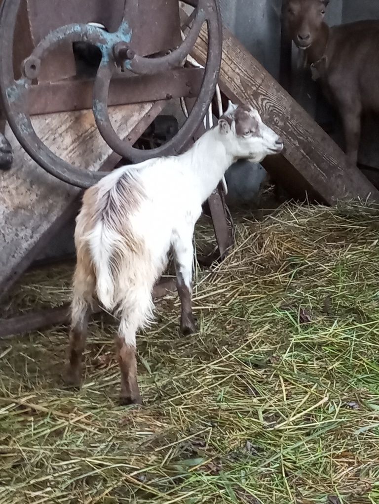 Продам кози і козенята годічні