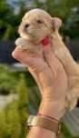 Yorkshire Terrier Golddust , Gold White dziewczynka