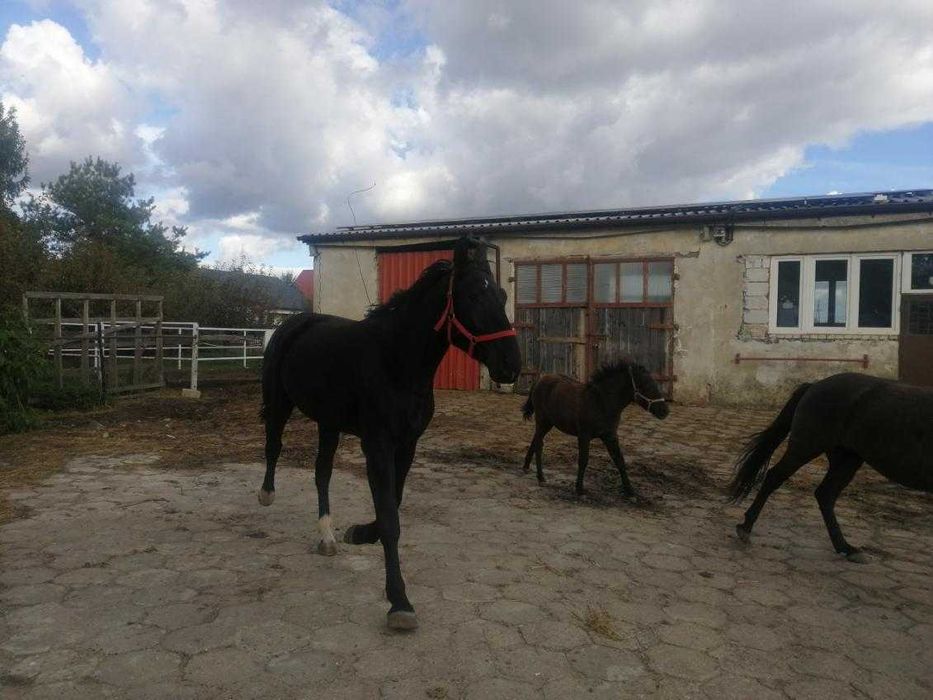 Sprzedam klacze śląskie