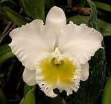 Каттлея Rl. Burdekin Wonder White.