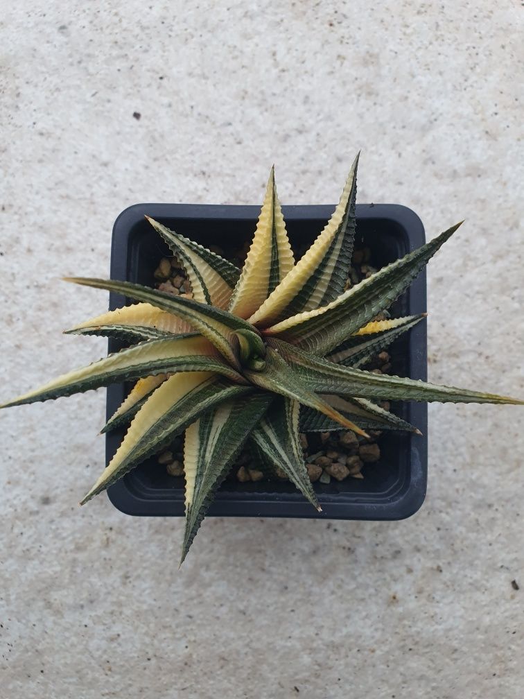 Haworthia Limifolia Spiralis Variegata