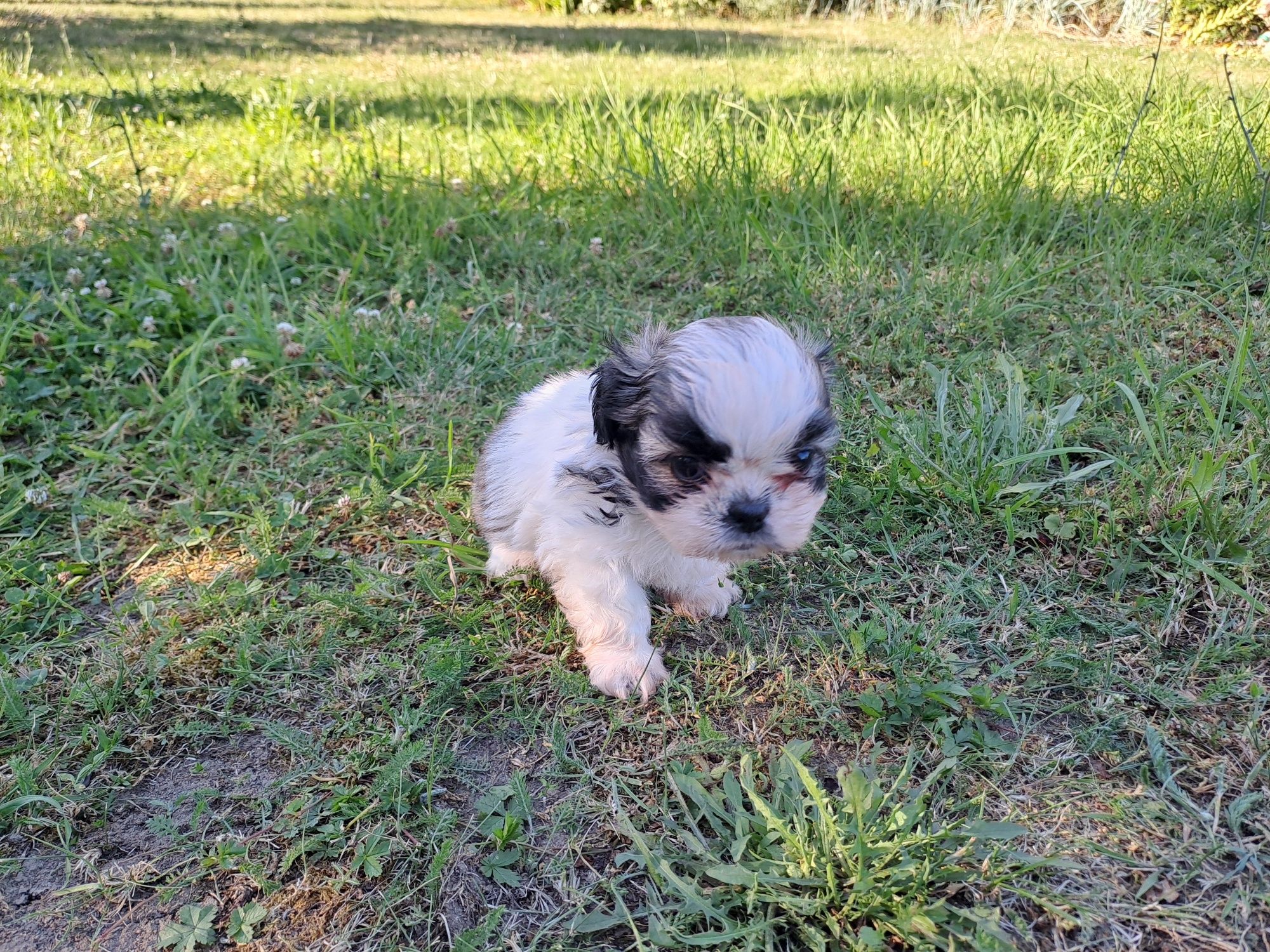 Shih-tzu słodziak sunia
