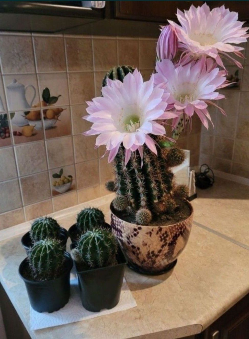 kaktus pięknie kwitnący Echinopsis eyriesii