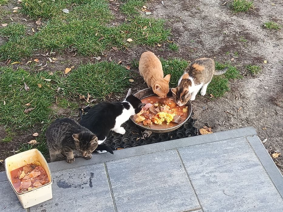 Odam kotki w dobre ręce