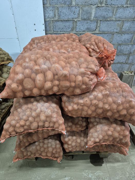 Ziemniaki odpadowe Vineta