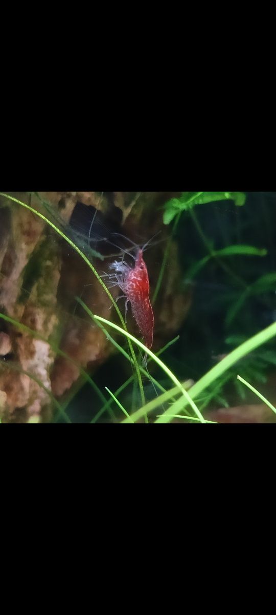 Krewetki Red Cherry