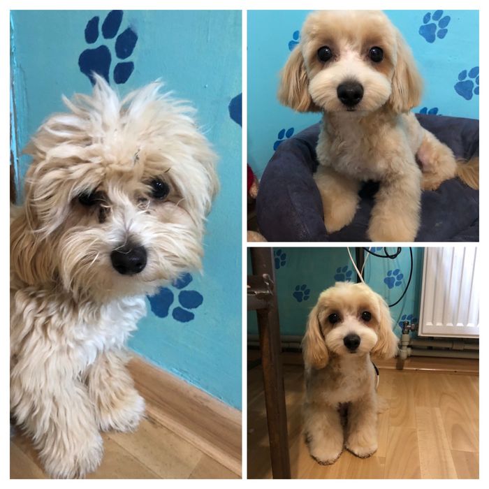 Груминг, стрижка собак