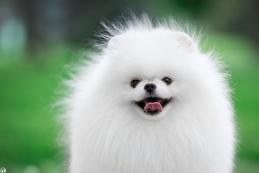 Шикарный привозной белый кобель шпиц , открыт для вязки