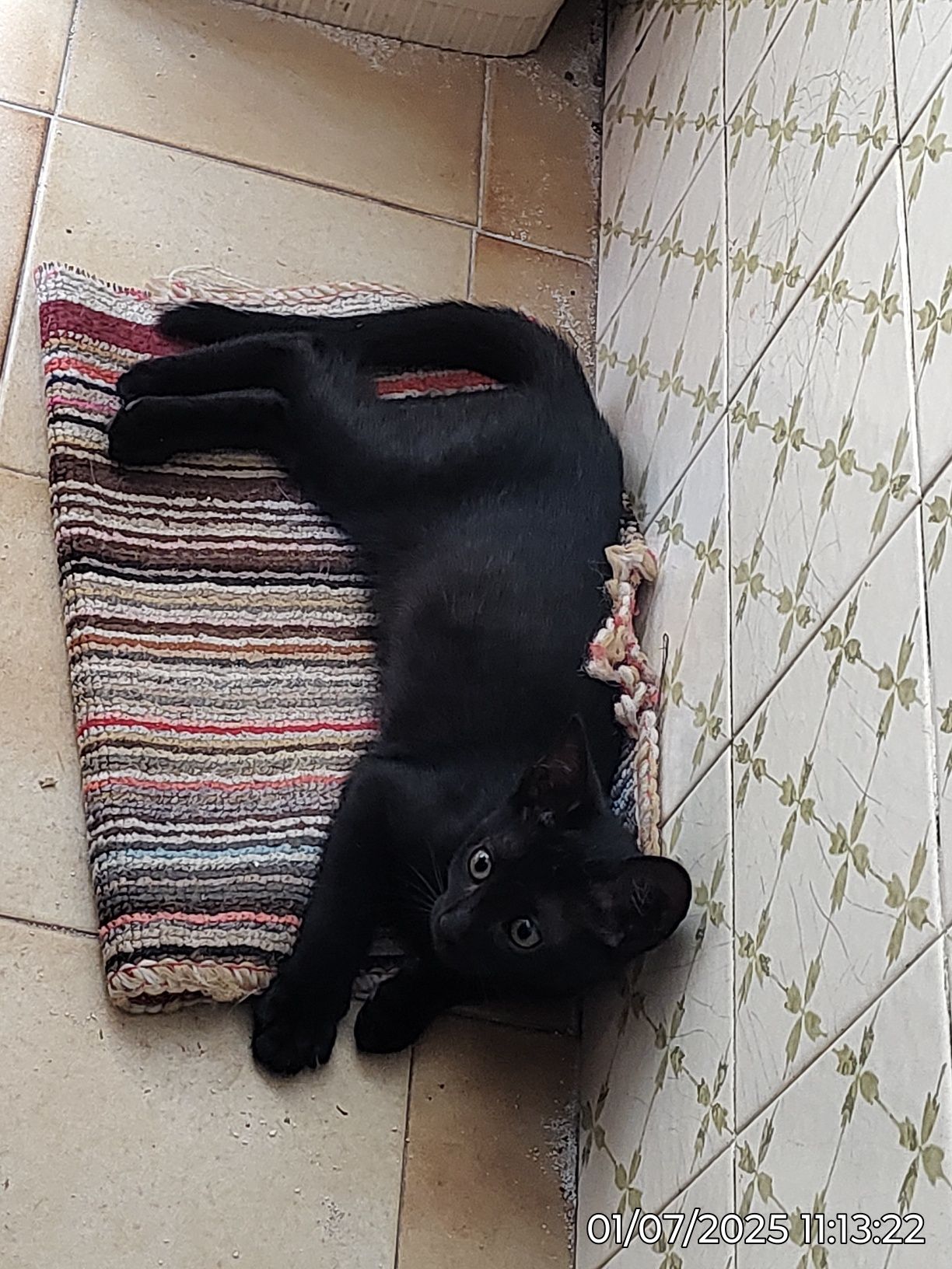 Dá-se gatinha 2 meses