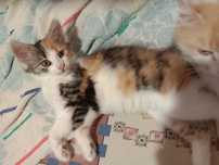 Котенок девочка 3 мес