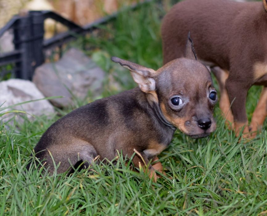 Мальчик той терьер