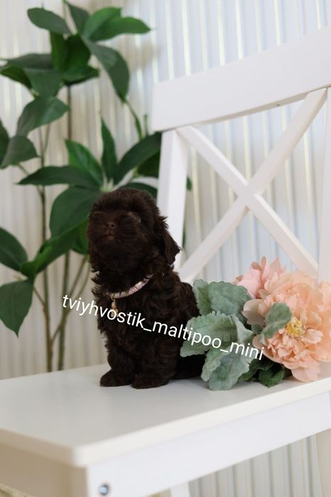 Справжні пухнасті цуценята Мальтипу