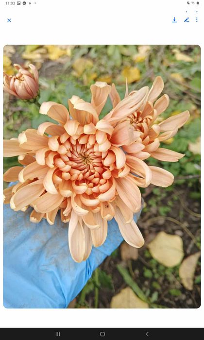 Хризантеми помаранчеві