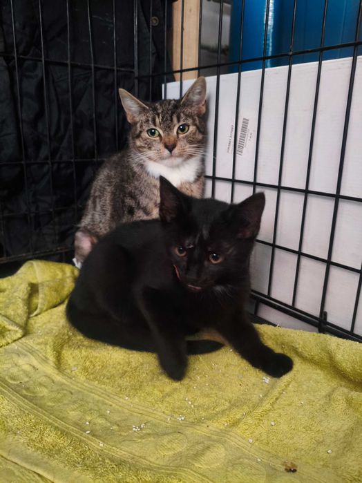 Kocia mama i troje futrzanych dzieci