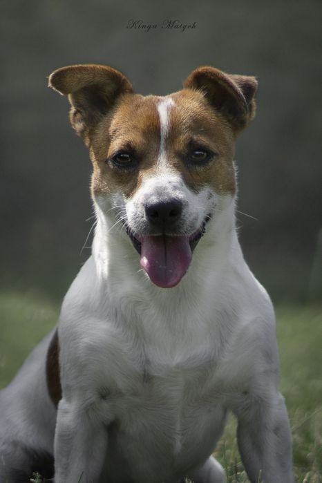 Chłopiec Jack Russell terrier nr 2/badania genetyczne/wyprawka