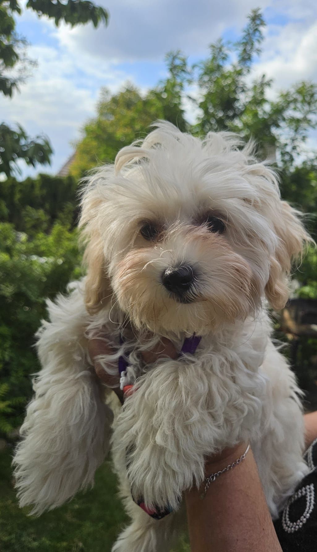 Maltipoo - hybryda chłopczyk