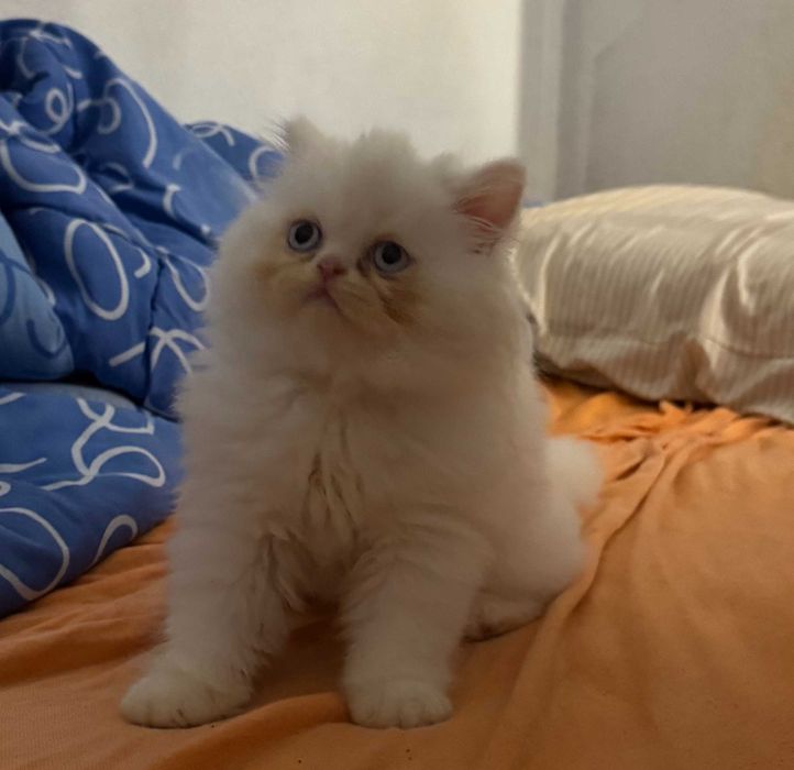 Gato persa pêlo branco