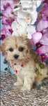 Maltipoo piesek naleńki z certyfikatem