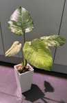 Monstera mint - samodzielnie rosnąca