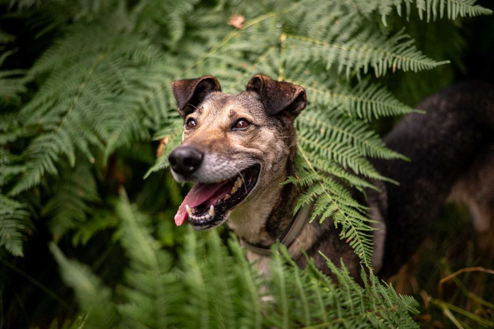 Miszel - piękny, sympatyczny psiak ADOPCJA