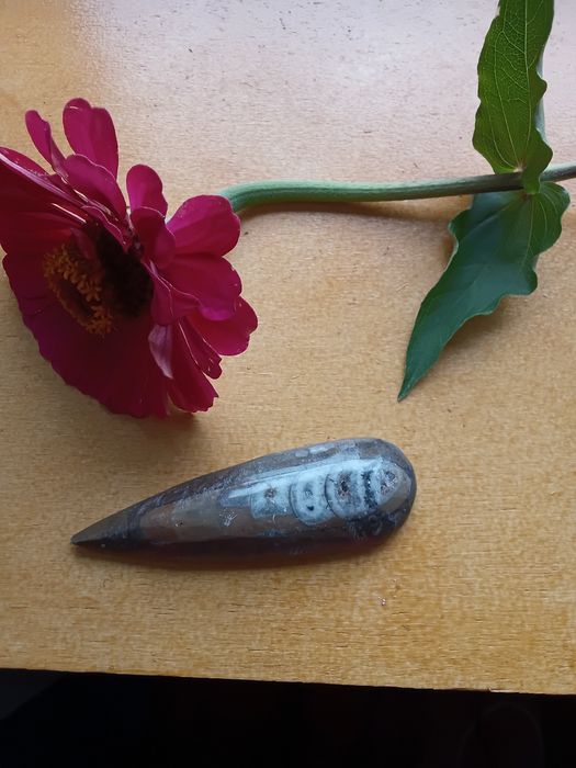 Fóssil Autêntico das Montanhas do Atlas – Uma Janela para o Passado!