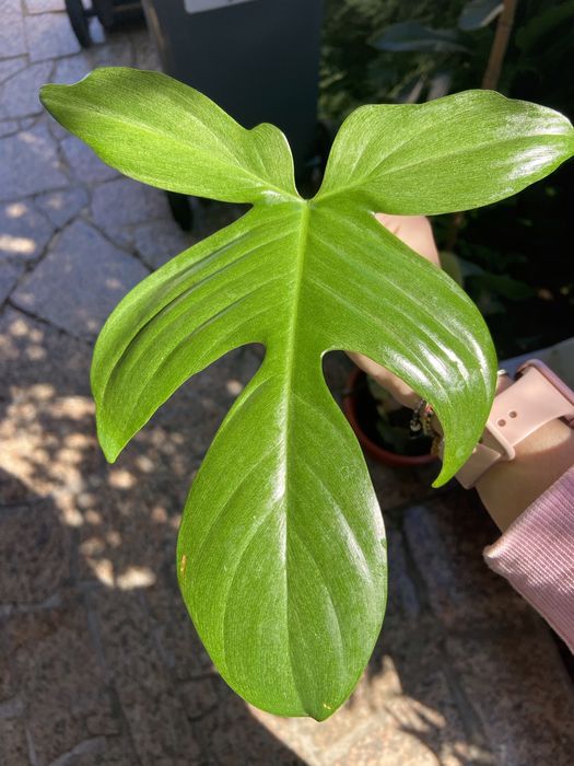 Philodendron Florida Ghost corte 1