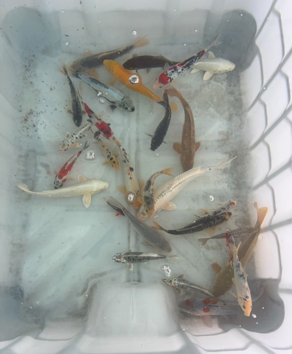 Carpas koi japonesas