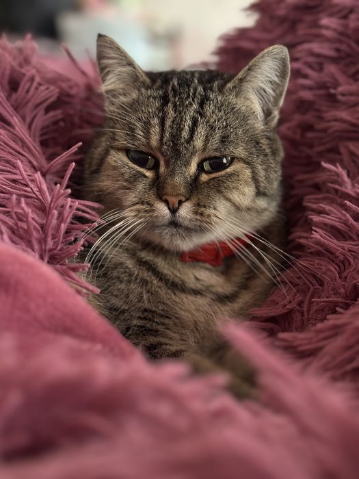 2 гарні кішечки (мама перс/сіамка) в добрі руки