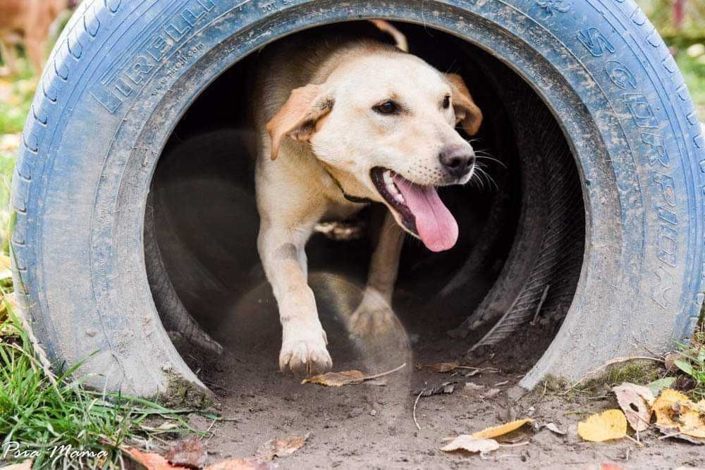 Biszkoptowa suczka do adopcji