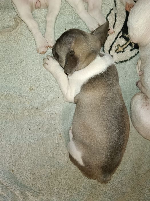 Вязка. Случка. Французский бульдог