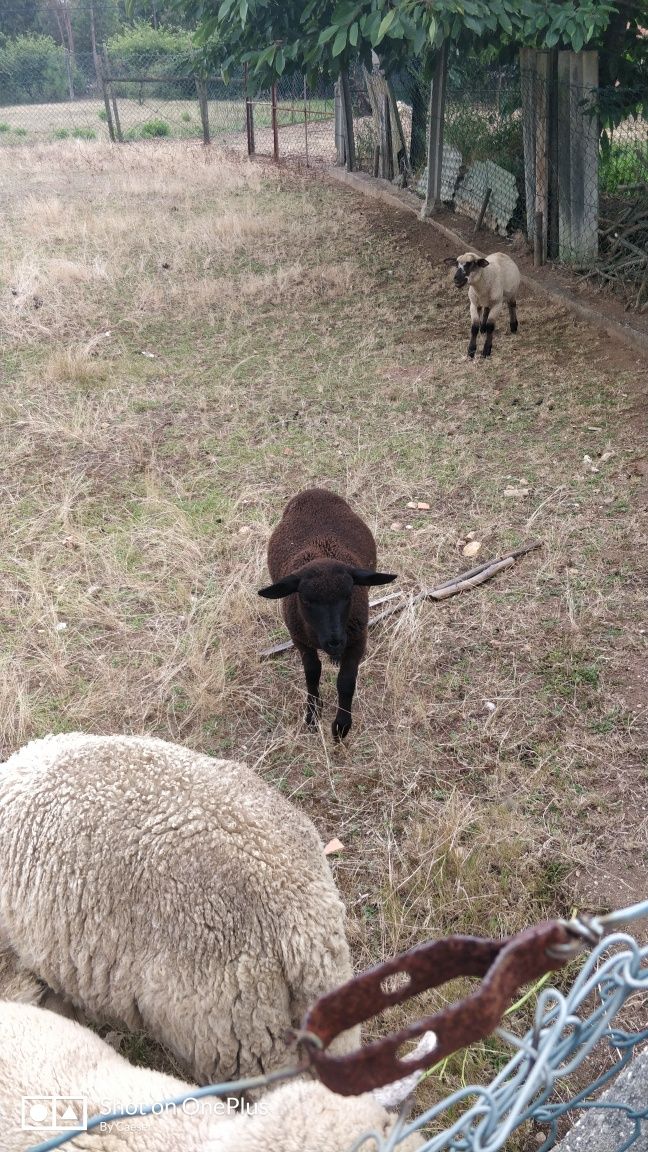 Borrega nova de qualidade