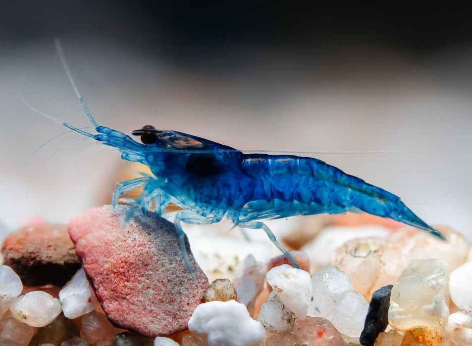 GB Krewetka Niebieska - Blue Velvet - dowóz ryb!