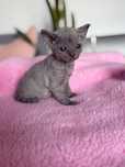 Kotka niebieska Devon Rex z rodowodem