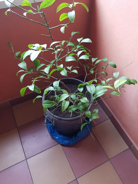 Drzewko cytrynowe Cytrus cytryna