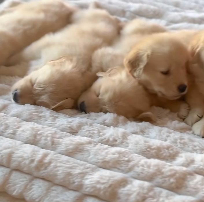 Szczeniak Golden retriever złoty piesek wyprawka szczeniak