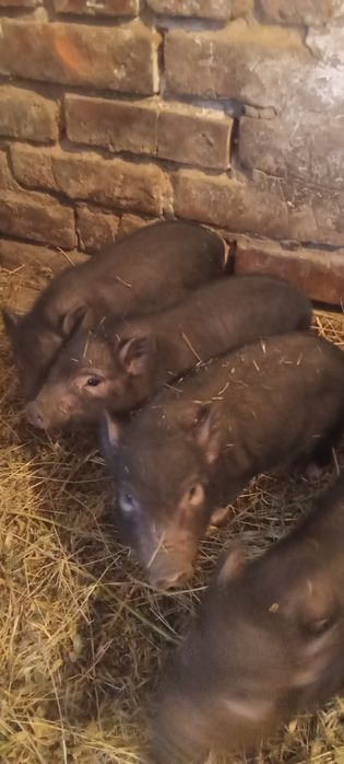 Поросята 5 неділь