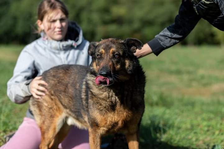 Bure psisko o imieniu WERON czeka na swojego człowieka!