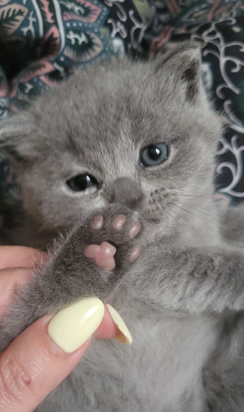 Kotka Brytyjska "Kitty Love"