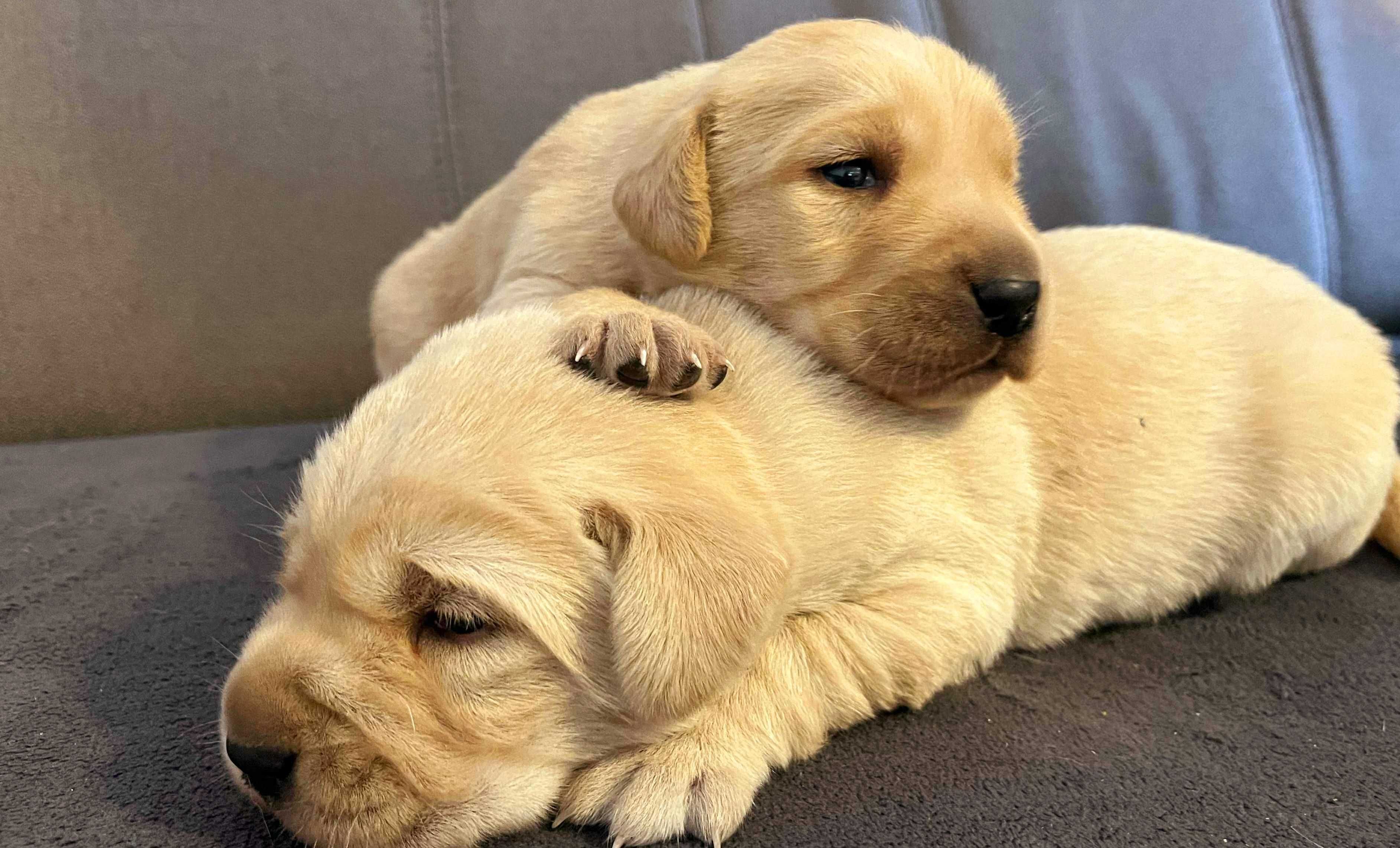 Labrador retriver
