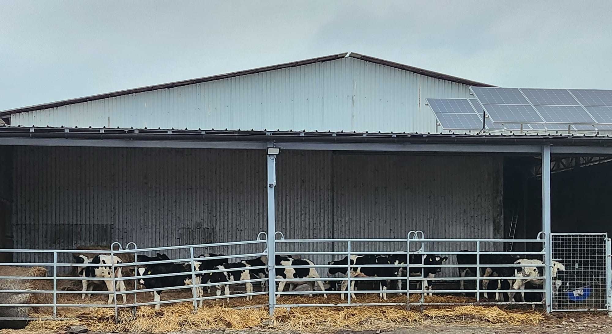 panele wygrodzeniowe dla bydła, texas panel, płoty, przegrody