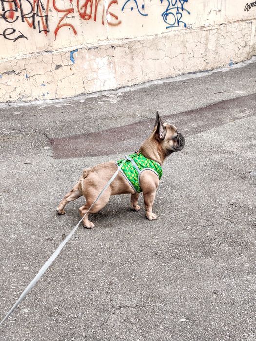 Вязка Французский бульдог