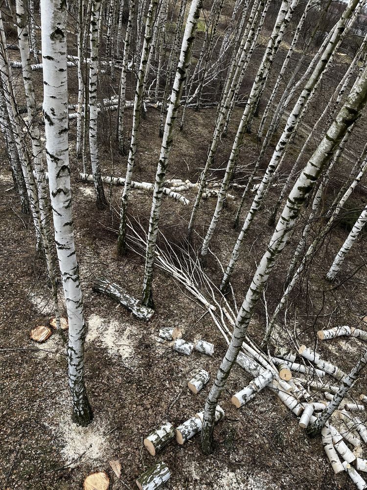WYCINKA DRZEW, zrębkowanie gałęzi/zwyżka/mulczer/biomasa/karczowanie