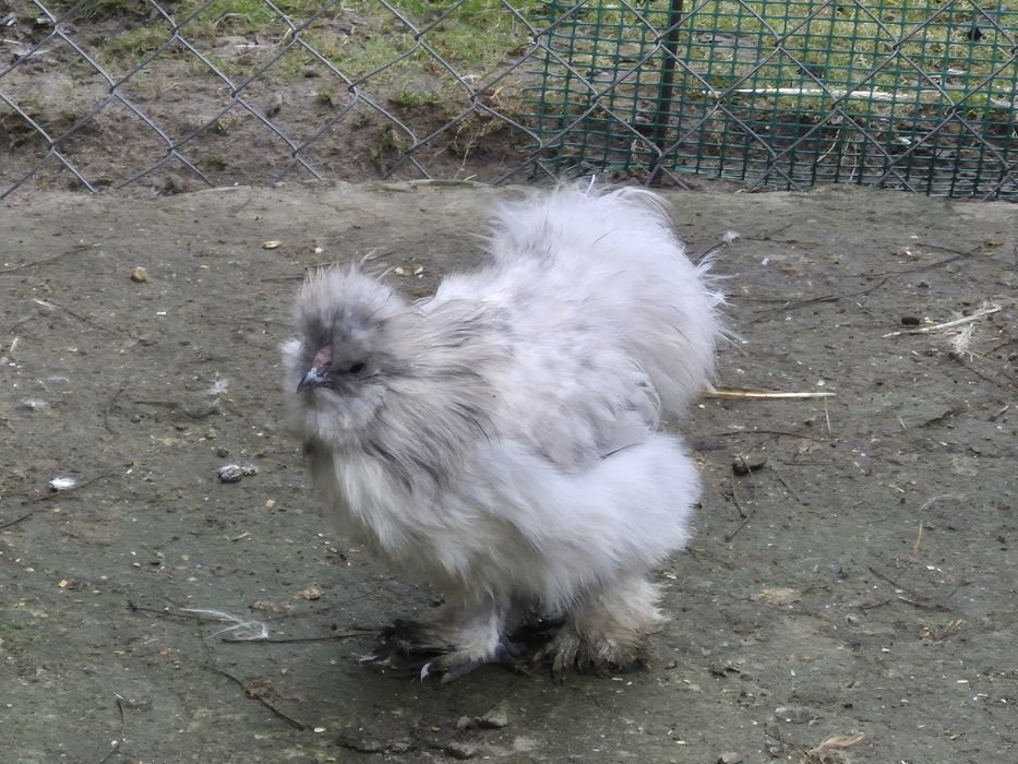 Sprzedam młode koguty łódzkie