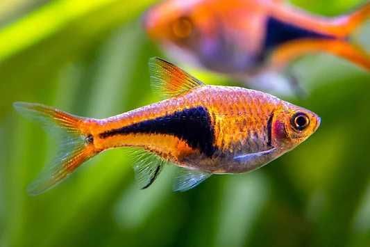 Rasbora Arlequim - Trigonostigma heteromorpha