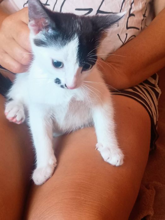 Oddam dwie 3,5 miesięczne kotki