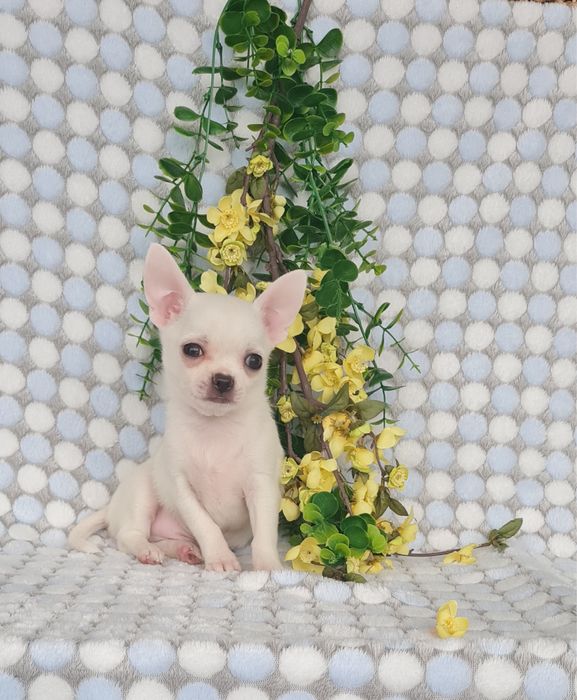 Excecional mini menino Chihuahua/chihuahua de Qualidade