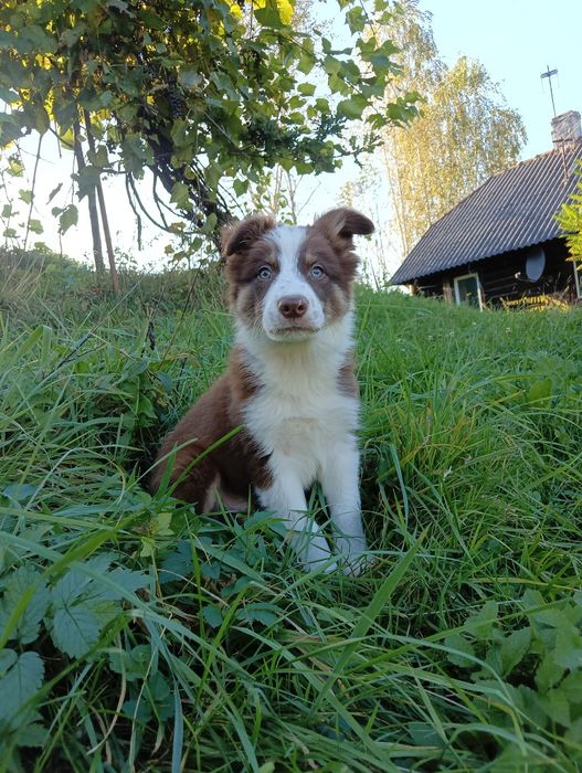 Szczeniak Border Collie –chocolate tricolor
