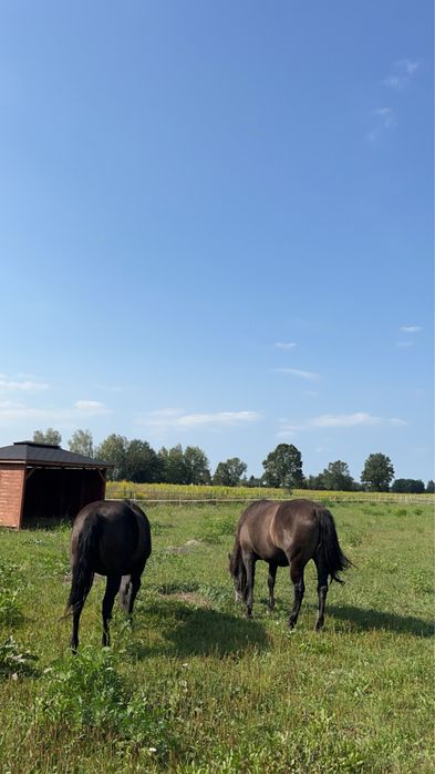 Dwie klacze huculskie